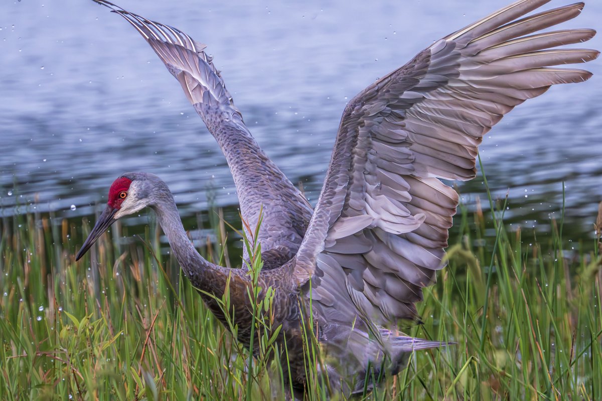 Sandhill crane showing off today!