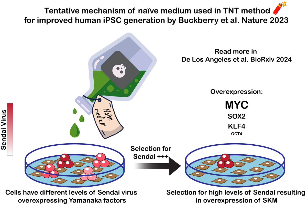 Our Matters Arising preprint highlights the following issues with the Transient Naive Treatment (TNT) method for improved generation of human iPSCs published @Nature : 1. Characterization of bulk iPSCs rather than clonal iPSC lines; 2. Persistent Sendai virus expression in most…