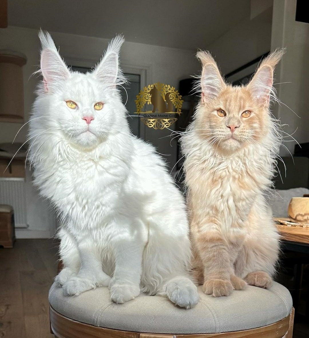 cats with powerful impression 🐾 tweet media