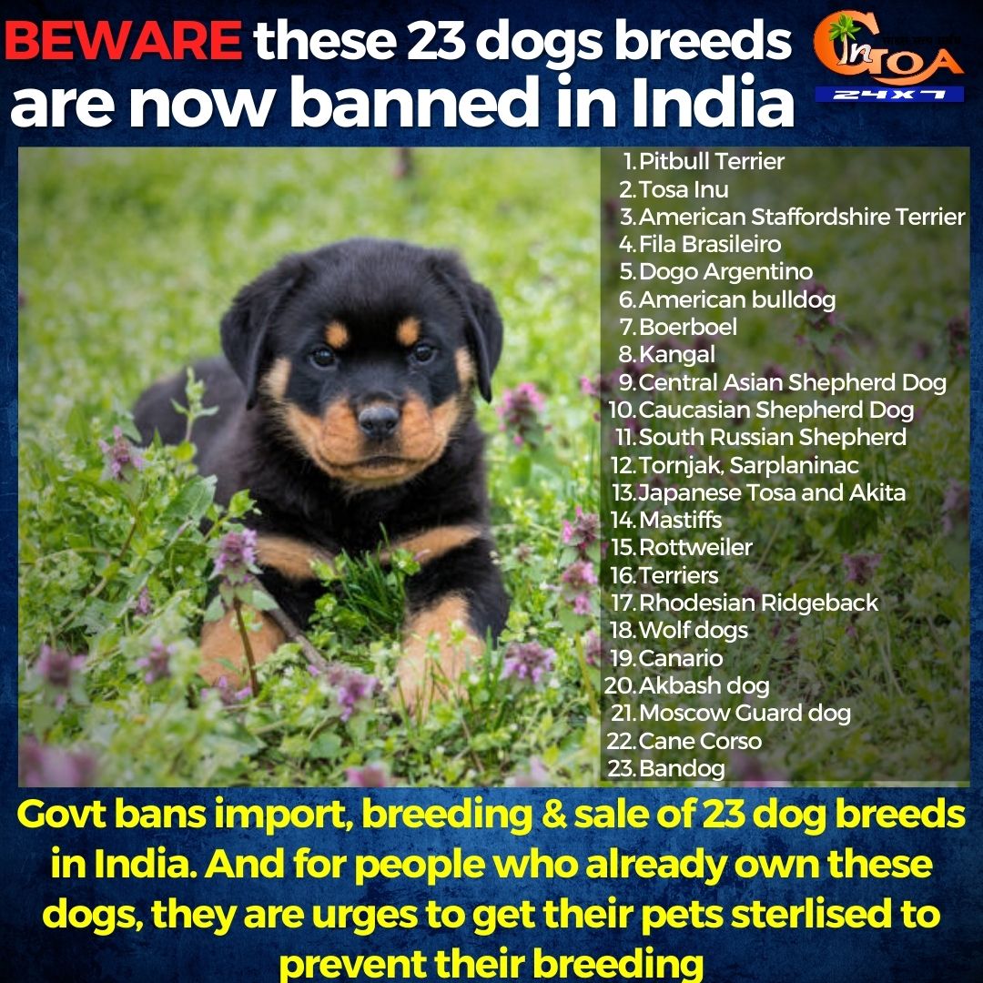 InGoa24x7's tweet photo. BEWARE these 23 dogs breeds are now banned in India

#Goa #GoaNews #Ban #Dogs https://t.co/oKoNFUmr3U