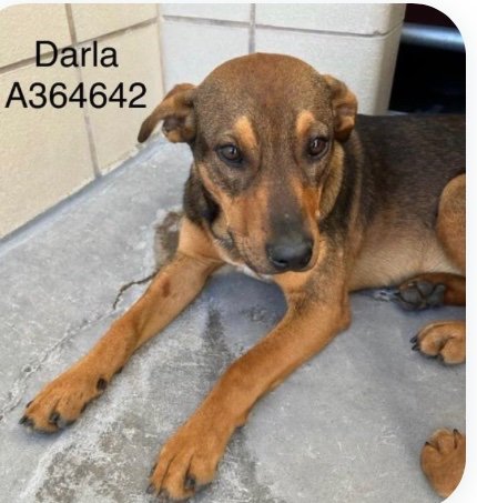 🥰🥰🥰🥰
Sweet Darla is just a puppy!
A364642
TBK 3/18
ADOPT, FOSTER, OR PLEDGE 💵💵💵💵💵💵💵💵💵💵💵💵💵💵💵 to attract a rescue!