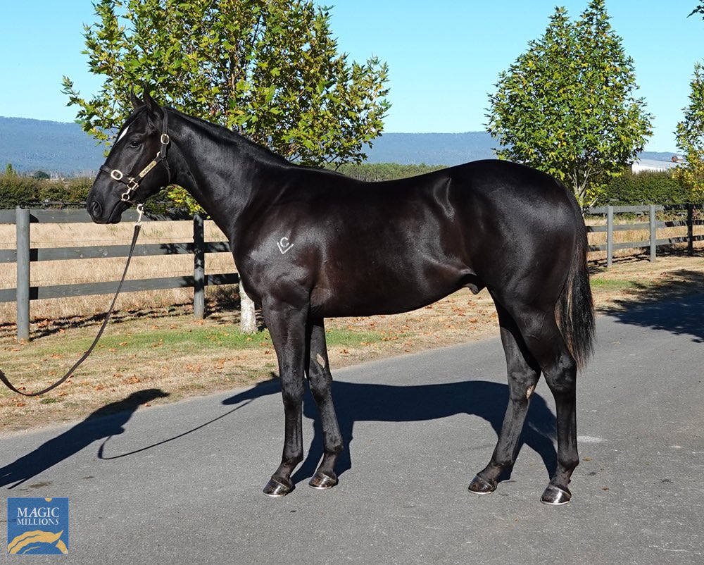 Grenville Stud (@grenvillestud) on Twitter photo We have arrived in Adelaide for the <a href="/mmsnippets/">Magic Millions</a> sale and look forward to presenting our draft of 6 yearlings.
We hope you can find the next Sghirripa from our draft 🌟 We have arrived in Adelaide for the <a href="/mmsnippets/">Magic Millions</a> sale and look forward to presenting our draft of 6 yearlings.
We hope you can find the next Sghirripa from our draft 🌟