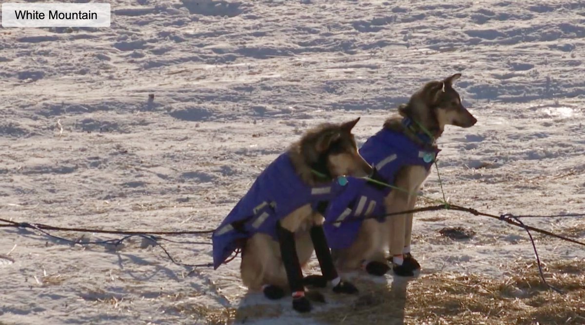 #JessicaKlejka has left the White Mountain! She did drop a dog at the checkpoint. 
#Iditarod2024 #Iditarod52