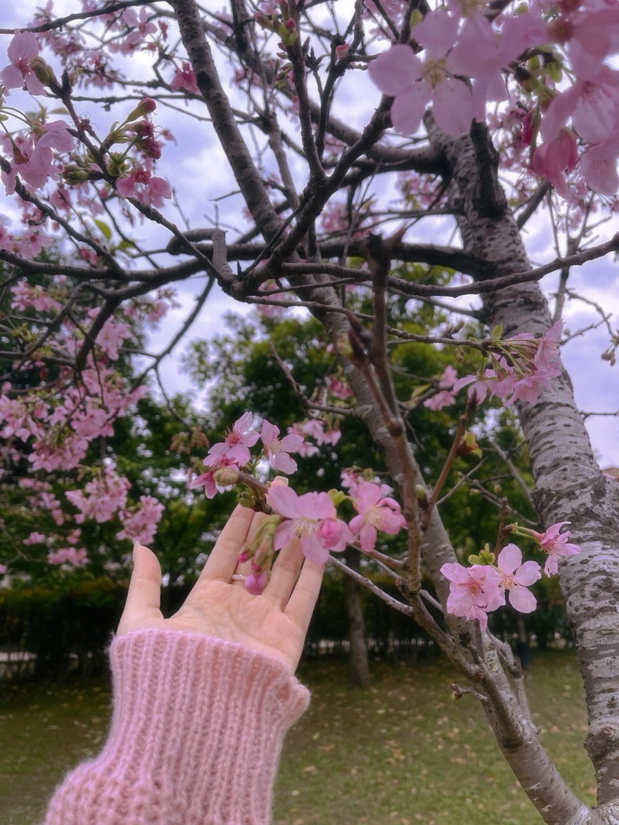 投稿するのは久しぶりですが、今日はきれいな桜を見ました🌸、撮りました📸
今、日本の梅の花はとてもきれいに咲いているそうです😍
#さくら