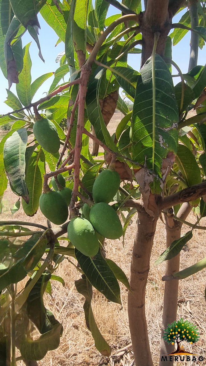 #merubag #alapar #gujarat #mangofarm #mango #farmlife #mangoes #mangomango #india  #farming #mangotree #nature #kingoffruits #organicfarm  #agriculture #farmer #mangofarming #indianfruit #kesarmango  #NaturePhotography #NatureBeauty