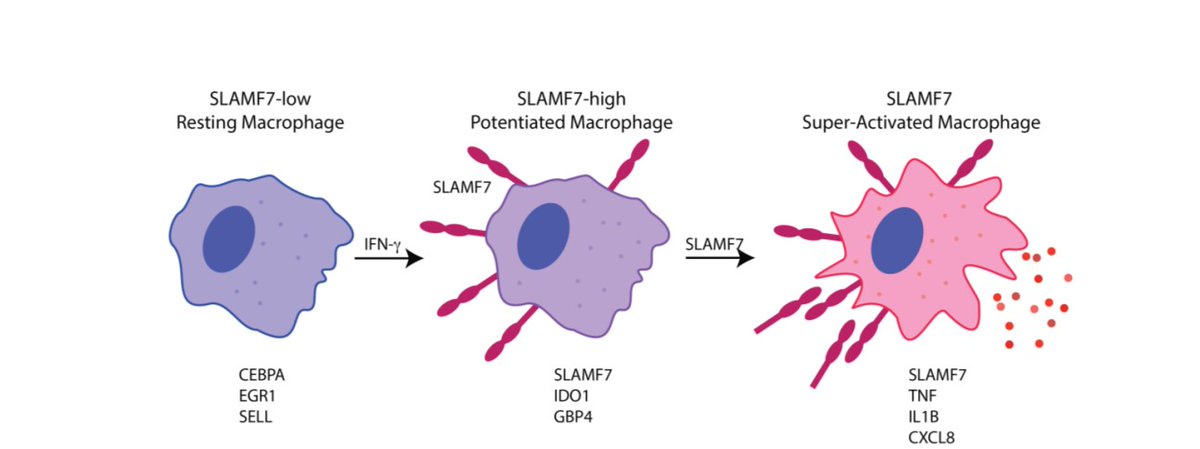 Elevated levels of the protein SLAMF7 drives pathogenic inflammation common in rheumatoid arthritis and could also be a source of inflammation in #CrohnsDisease and #COVID19. Check out the 2022 @SciImmunology study: scim.ag/6d5