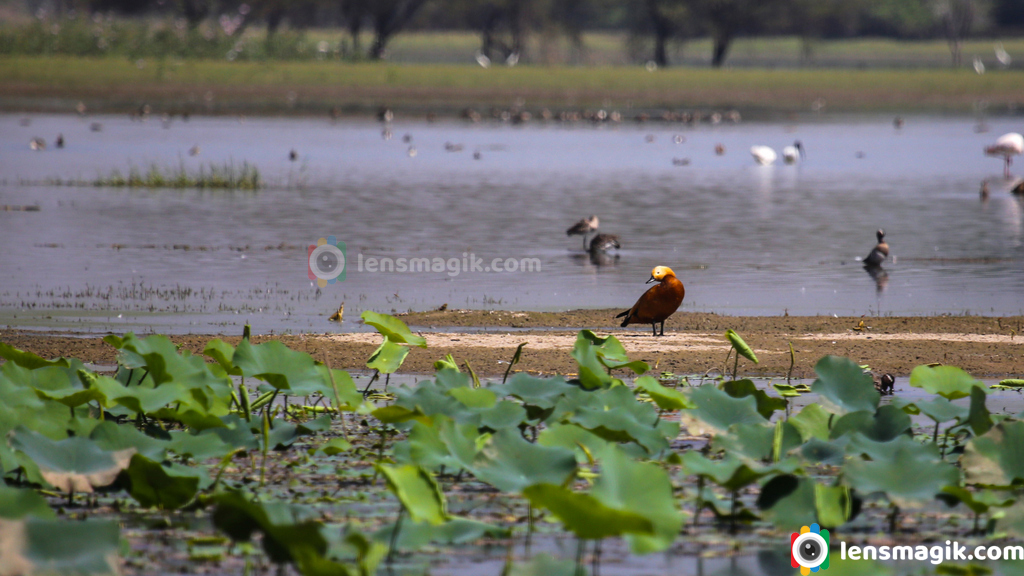 np_photographer's tweet photo. Ruddy Shelduck https://t.co/DrIOOLThPN Birds of Gujarat #ruddyshelduck #shelduck #duck #birds #birdsofGujarat #migratorybirds #thollake #tholbirdsanctuary #birdsanctuarygujarat #birdsofIndia #wildlifephotography https://t.co/9ZGaHoFFik