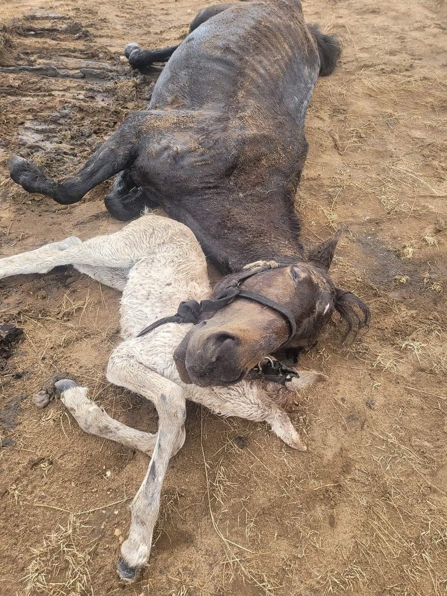 Малын тоогоо буруулах, аж ахуйгаа сайжруулах, ашиг орлогоо нэмэгдүүлэх гээд малчдад сурах хийх юм их байна даа.

Төр нь ядуу, чадамжгүй байдлыг нь улам тэтгээд байж боломгүй.