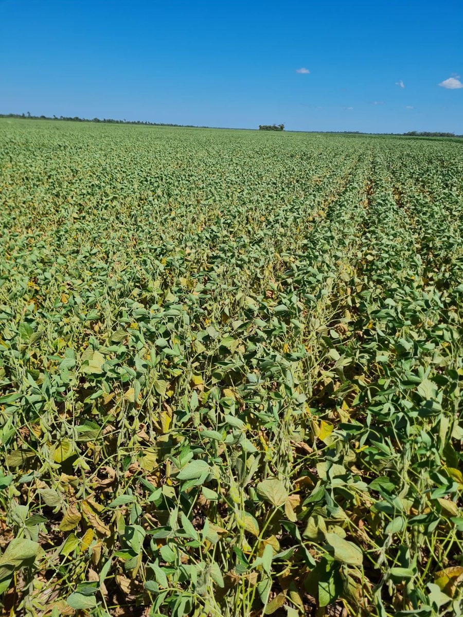Todo bien con vos <a href="/JMilei/">Javier Milei</a> yo te vote y es una pregunta bien soy productor y me gustaría saber porque siempre la pagamos nosotros.
No tenemos créditos buenos ósea en Expo agro dan creditos a 110% en pesos y a los dos días bajaron la tasa al 80 ósea todo mal.
Segundo si tenes soja
