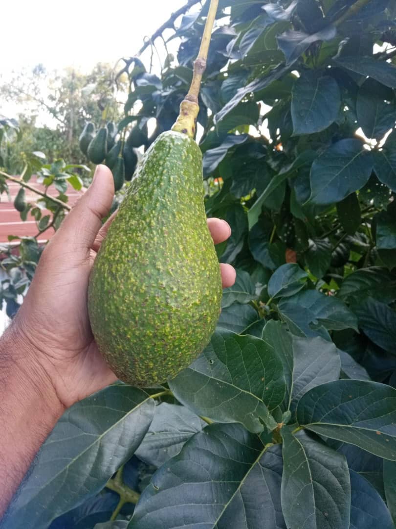 Avocados on the Tree
Freshly Plucked from the branches
Selected Avocados in the Trays
#AvocadoCookingOil #HealthyFats #CookingEssentials #NutrientRich #HeartHealthy #FoodieFaves #GourmetCooking #KitchenMustHaves #NaturalIngredients #ElevateYourCooking #DeliciouslyHealthy #Avocado