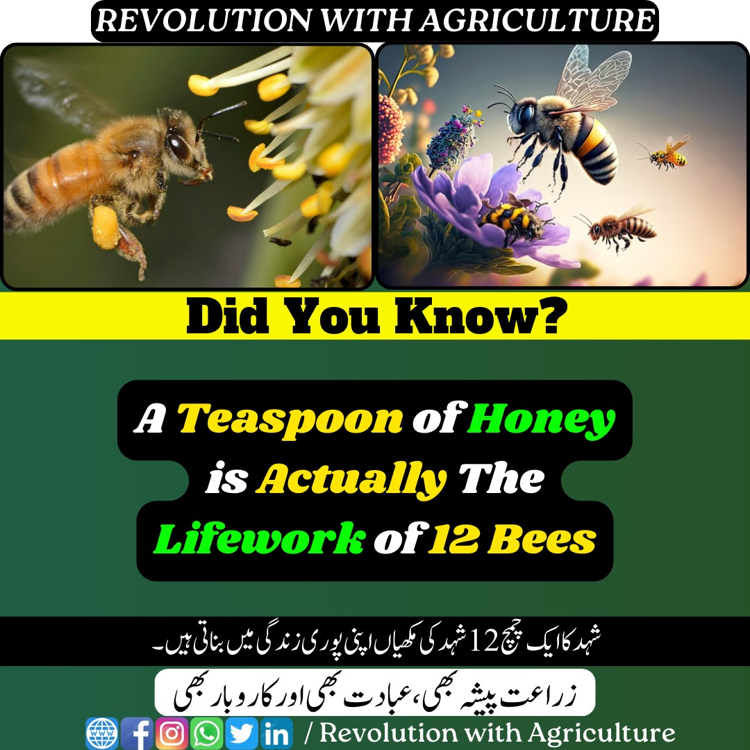 A teaspoon of honey represents the collective effort of twelve bees.
mumerjaved.com #revolutionwithagriculture #agriculture #farmer #facts #digitalagriculture #farming #crops #plants #worldfacts #FunFact #pakistani #didyouknow #Honeybees