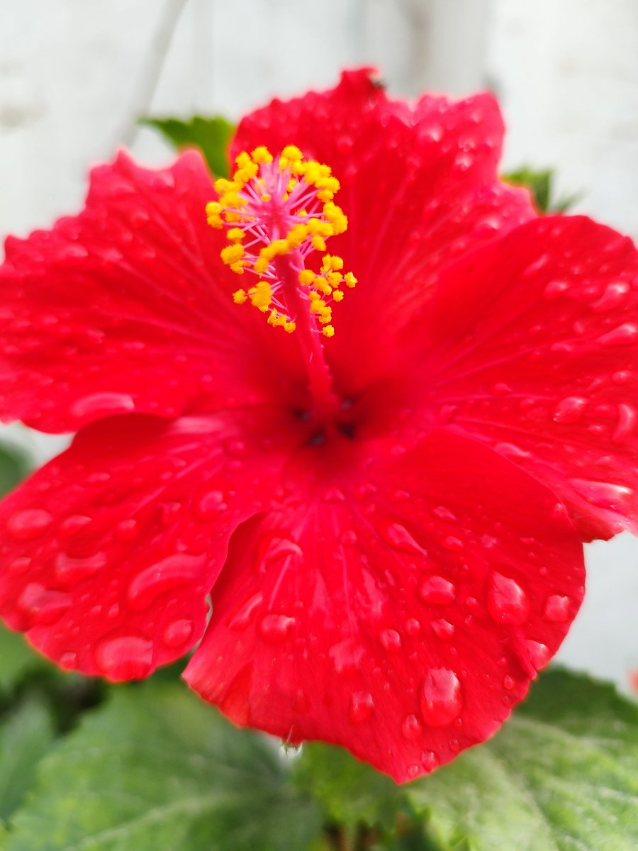 AanchalPsd's tweet image. प्रकृति का प्रेम। 🎋
बसंत का मौसम। 🌼
फूल भरे थाल। 🌺
बच्चो व बड़ों के चेहरे पे वो मुस्कान। 🌻
प्रकृति प्रेम और प्रकृति से समृद्धि का प्रतीक फूल देई का त्योहार। 🕉🙏
#phooldei #Uttarakhand
#फूलदेई