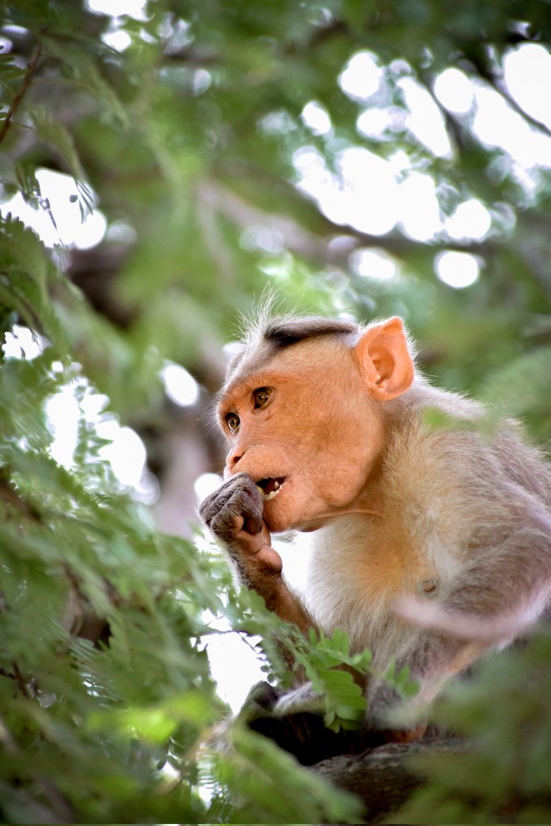 hackercameraart's tweet image. Monkey 🐒 

#monkey