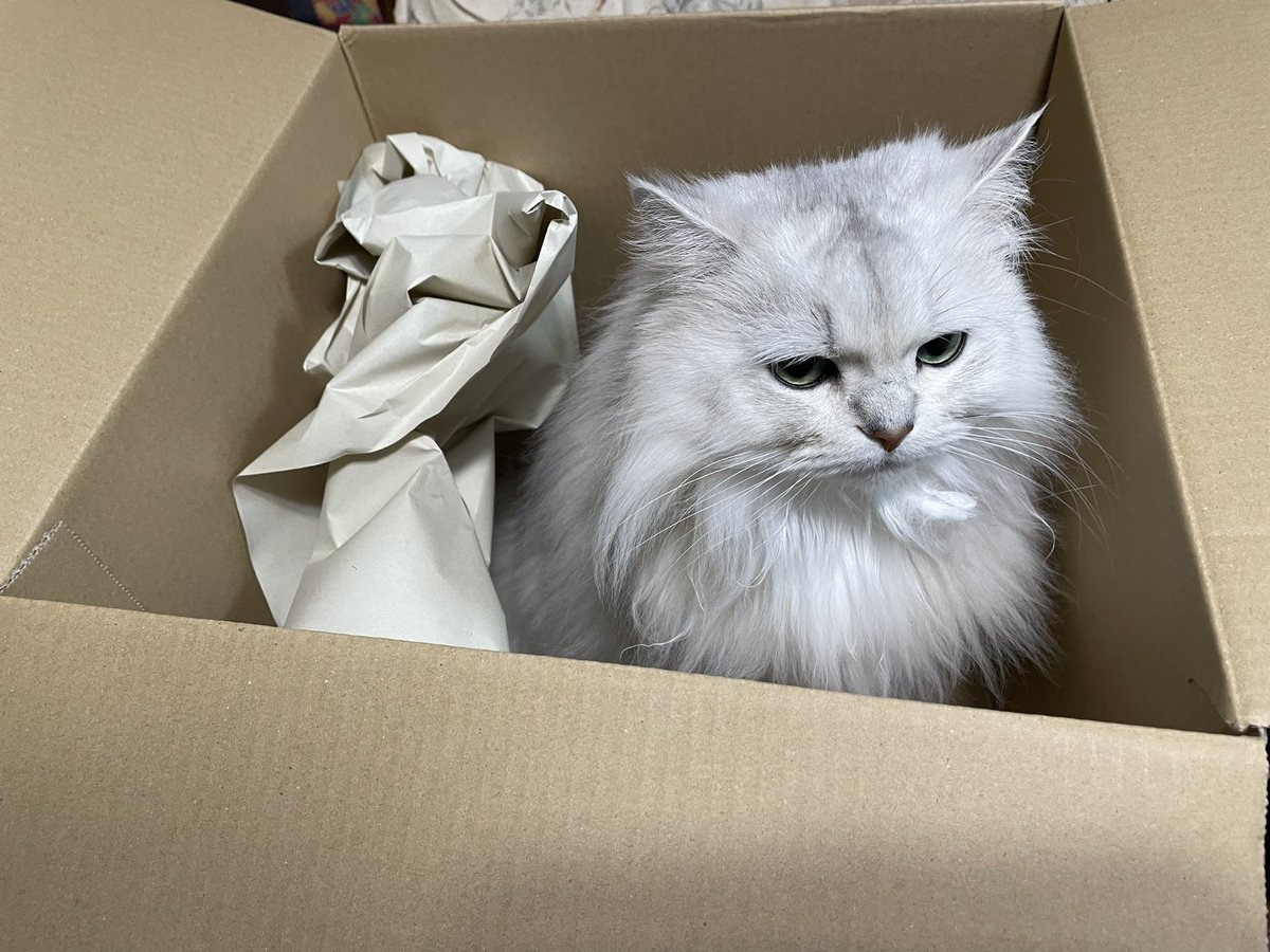 Kumata1005's tweet photo. 中身出した瞬間に飛び込んできて、梱包バッチリの置き物が届いたみたいなふりしてる😆

#チンチラシルバー https://t.co/E81OXWiiFb