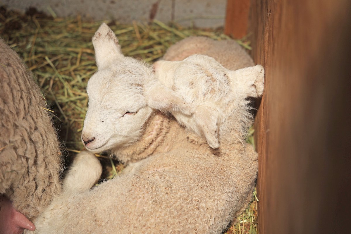 ＼赤ちゃん羊が続々誕生中／ コリデールの双子赤ちゃんが誕生しました💕 ぴったりくっついてお互いを枕にするポジションが お気に入りの様です☺ ずっと仲良しですくすく育ってね～！ motherfarm.co.jp/information/ne… #マザー牧場 #動物の赤ちゃん