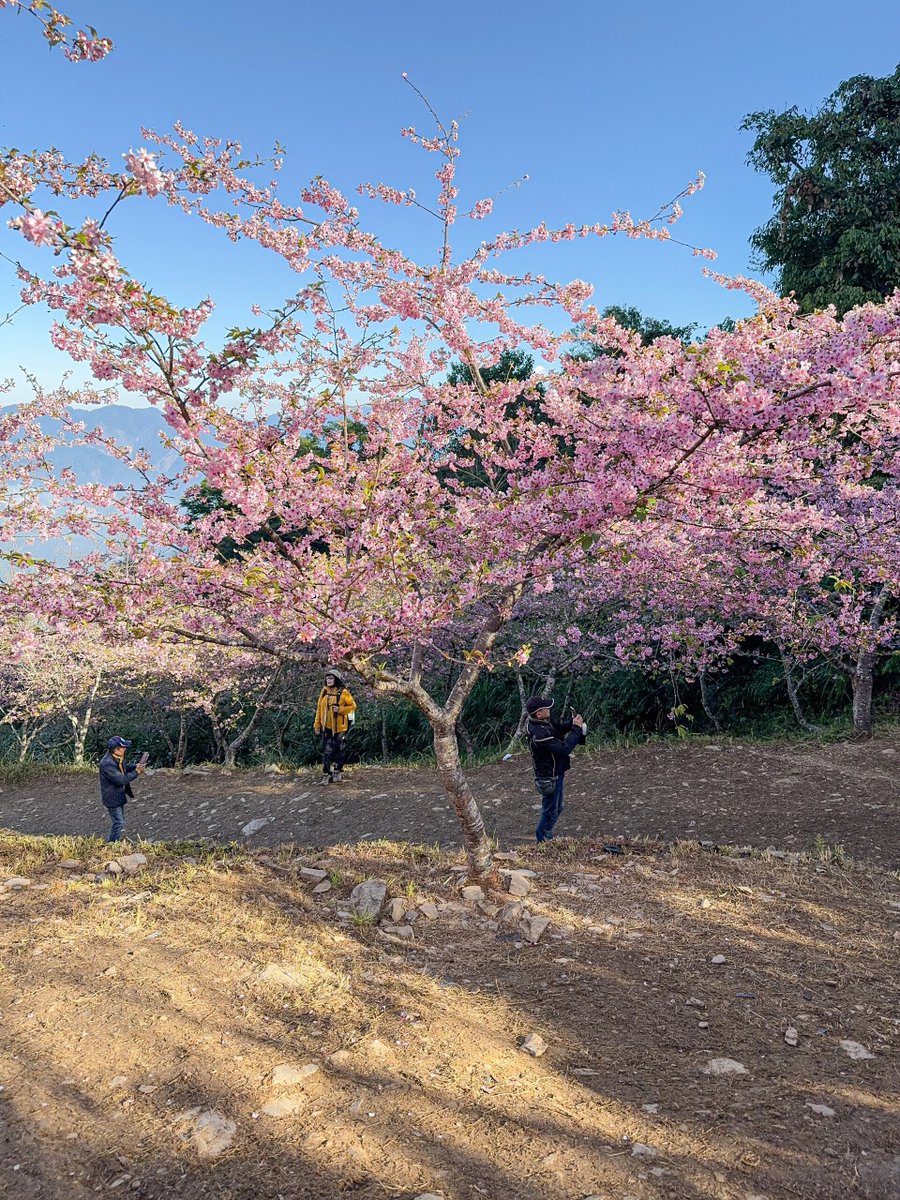 南部で一番美しい桜の公園です🌸
ピンクの桜が満開です🌺本当にきれいです😍よく撮ってください📸

#桜
#さくら