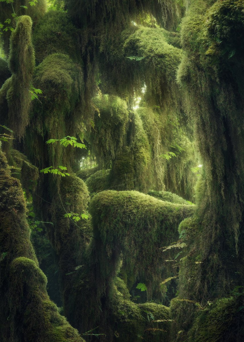 Happy St Patrick's day!🍻🍻 One of my favorite forest shots from the incredible Hoh Rainforest.