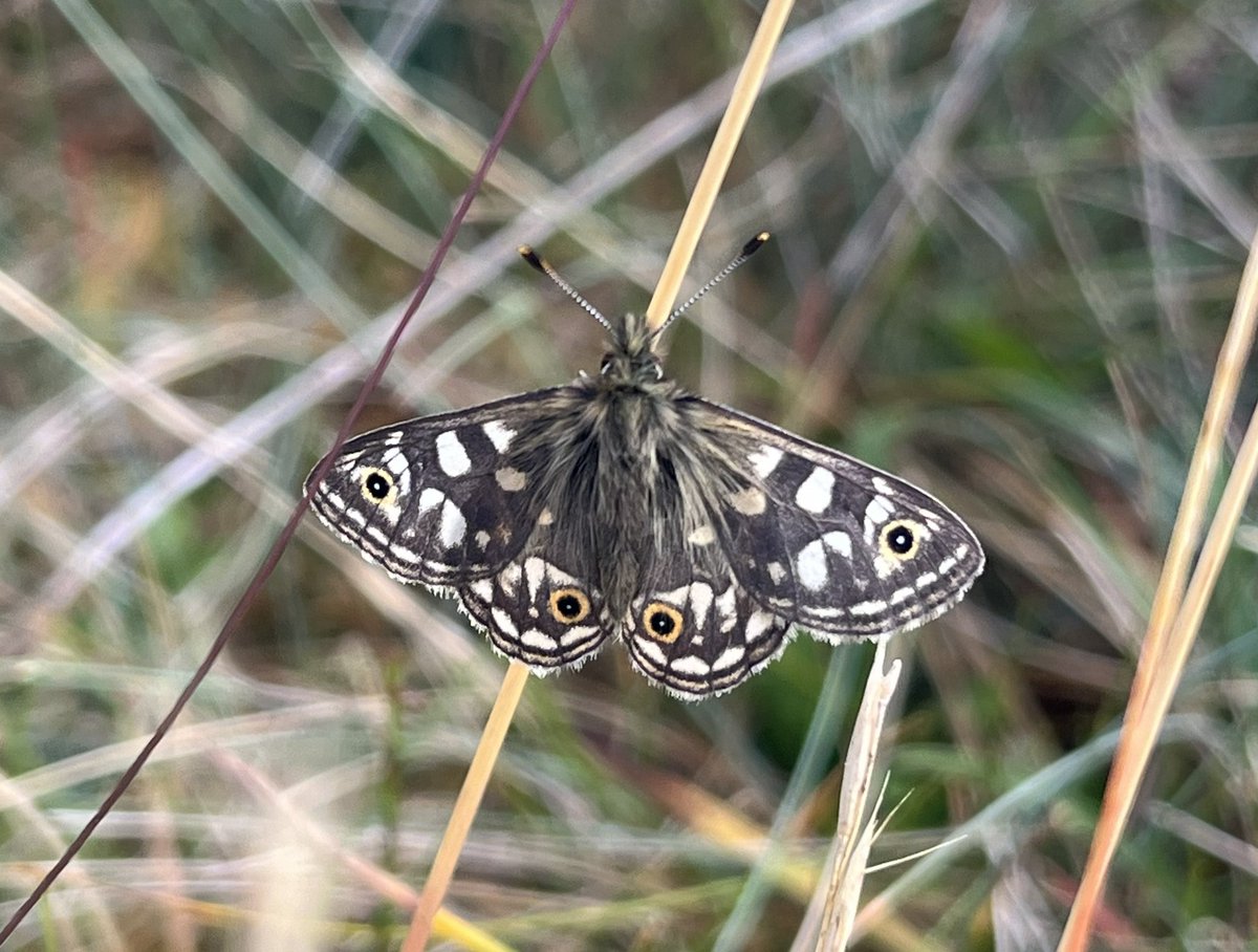 Out surveying for Ptunarra brown butterflies at the Vale of Belvoir 🦋🦋 This year, we recorded almost 4,000 of this endangered species, which only occurs in the upland Poa grasslands of Tasmania - seems like it’s a good year to be a Ptunarra!