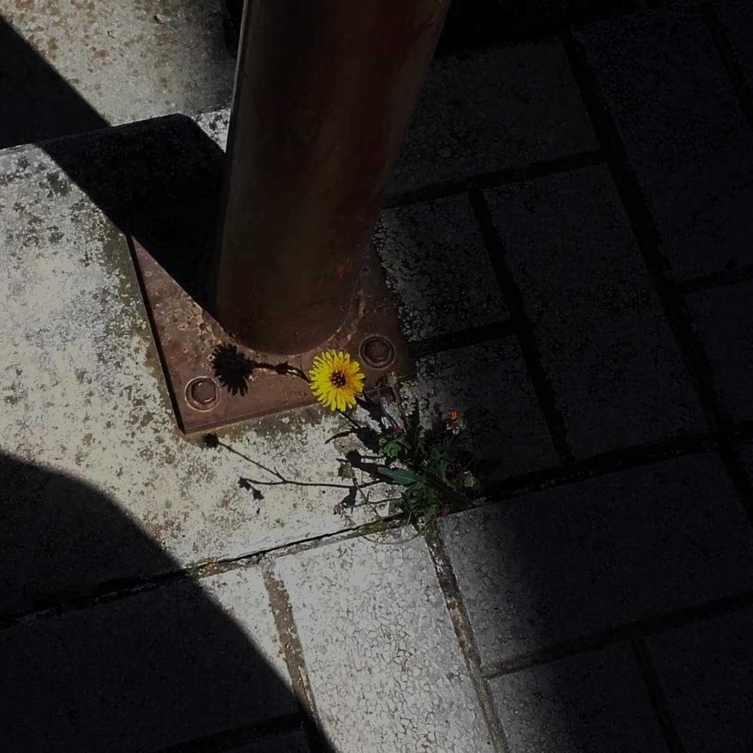 sunflow23002724's tweet image. ภายใต้รอยยิ้มที่สดใสของฉัน อาจจะซ่อนความอดทน และความเหนื่อยล้าไว้มากมาย.🌻🥲