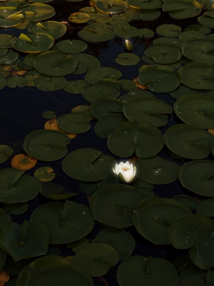 fishstands's tweet image. 