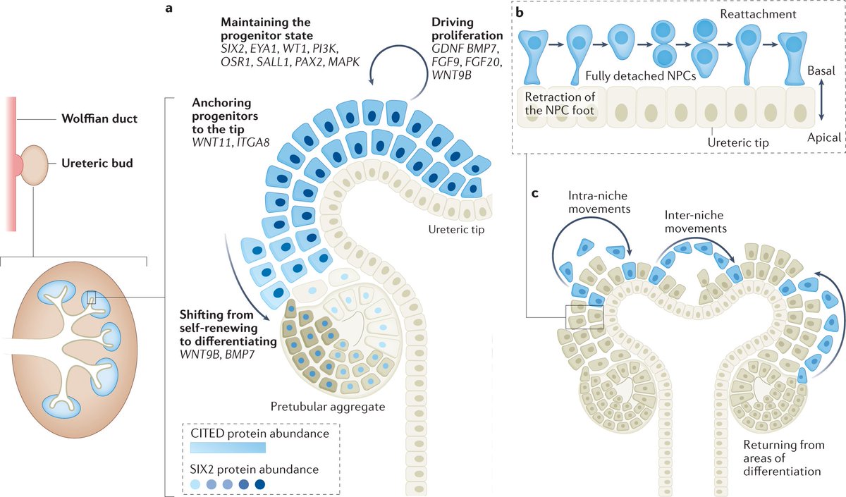 Principles of nephron development go.nature.com/3ZmMsSJ