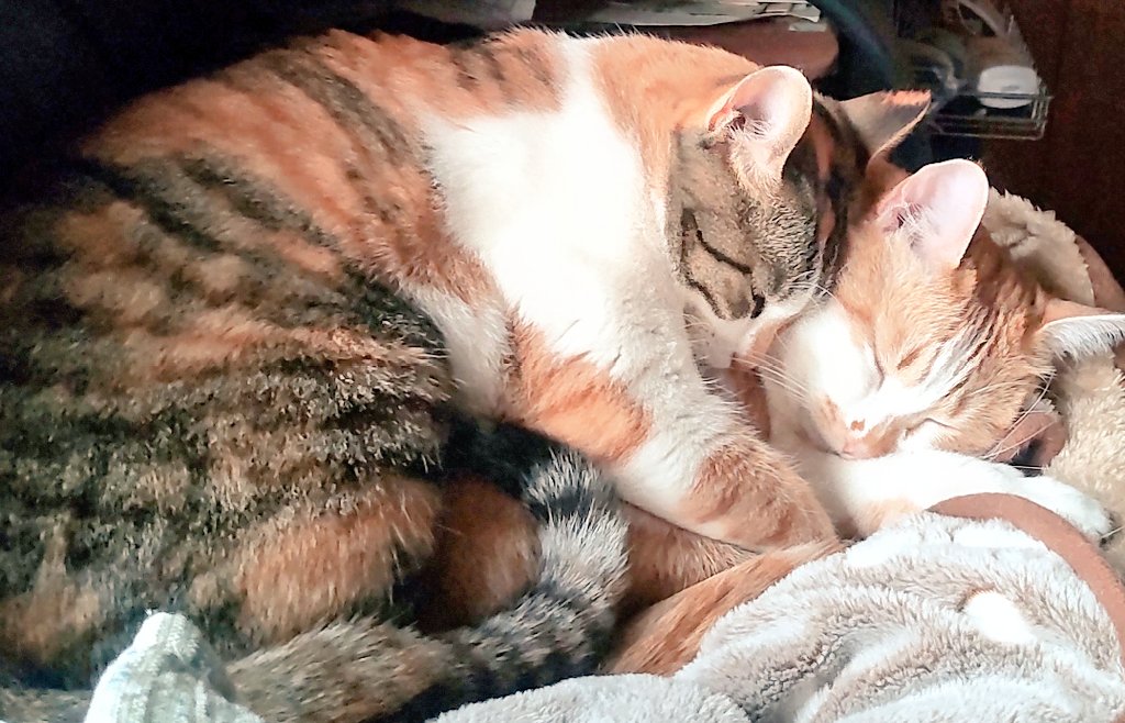 minty☆🏎️🏁🇯🇵 (@razzzia) / Posts / X