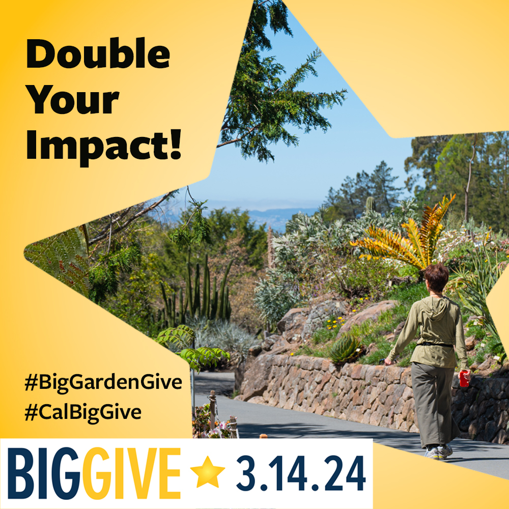 #CalBigGive starts now & we have a $60,000 Big Give Match! Double your impact: givingday.berkeley.edu/giving-day/767…. Your gift will help us maintain, protect, & grow the Garden's living plant collections: An essential resource for scientific research & education. #biggardengive