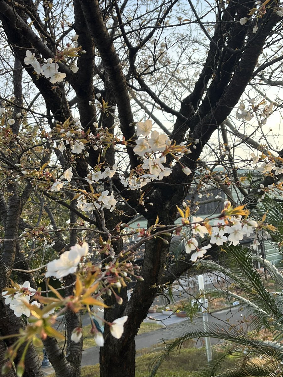 iwata2455211's tweet photo. 🎀こんにちわ🎀
🍪お菓子のあんたがたどこさです🍘

🌸🌸🌸🌸🌸🌸🌸🌸🌸🌸🌸
とても綺麗に撮れたので思わず投稿しました笑✨

タイトルは
桜と金太君です😛

出勤時に会社の裏の入り口の所にも少し咲いていました☺️

早く満開になってほしいです🍀
🌸🌸🌸🌸🌸🌸🌸🌸🌸🌸🌸

#春
#肥後太鼓
#熊本土産 https://t.co/EkeKvT1vF4
