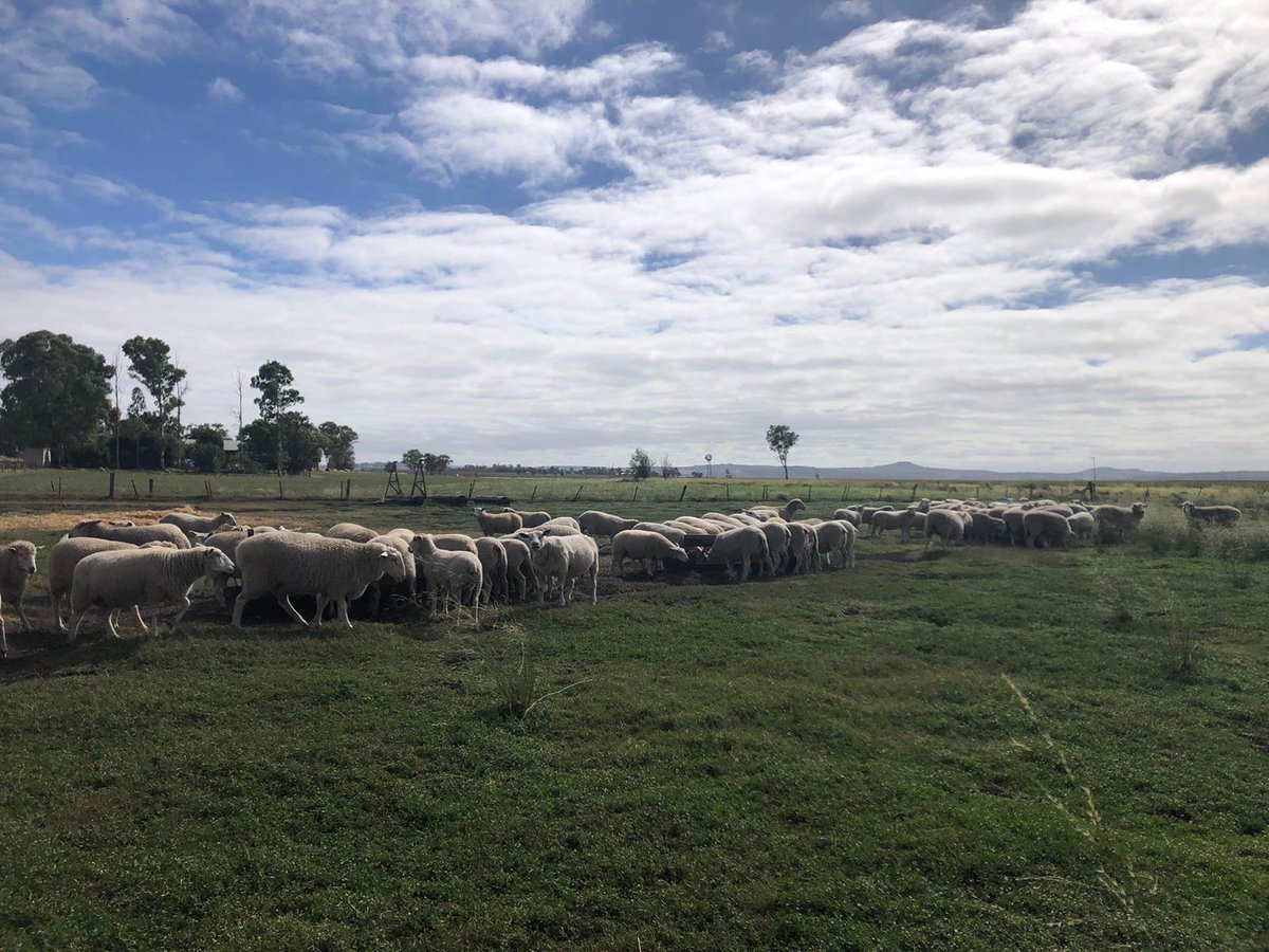 It's been a big sheep day 🐑 for day 3 of the AGR2201 Animal Production Systems residential school. Big thanks to the Hood family of Plainview and Victoria Hill Feedlot for hosting us! #animalscience <a href="/UniSQ_SoAES/">UniSQ_SoAES</a> <a href="/unisqaus/">University of Southern Queensland</a>