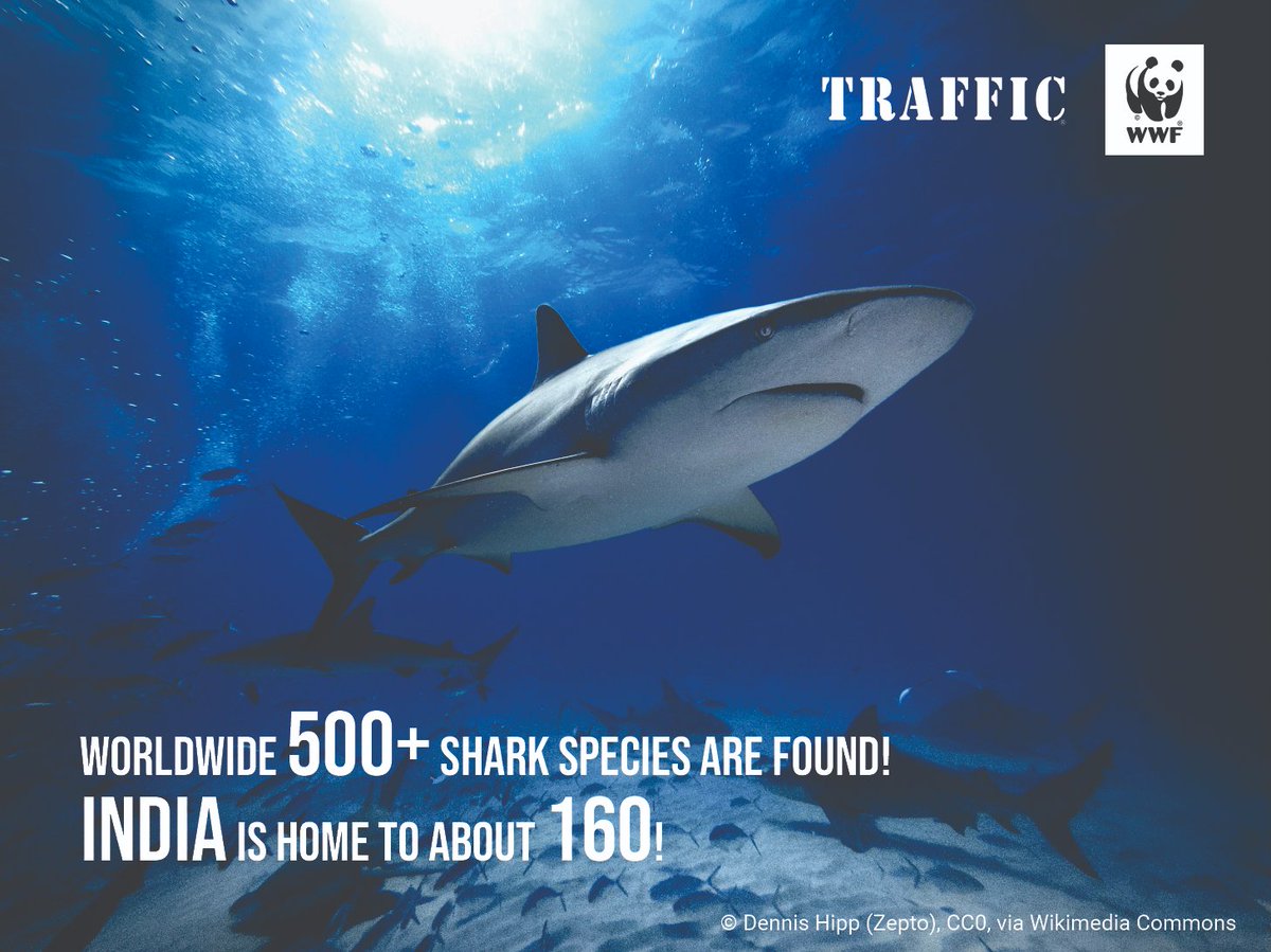 #DYK Of the 160 #shark species in India, 26 are protected under Wildlife (Protection) Act, 1972. Nearly 100 are included in CITES Appendices. Despite this, sharks are threatened by overfishing & illegal wildlife trade. More on SHARKS this week! @WWFINDIA @TRAFFIC_WLTrade
