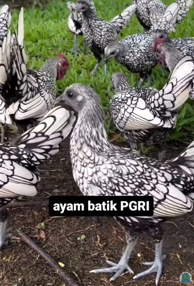 tanyarlfes's tweet image. ayamnya unik nih gais 😂 tanyarl