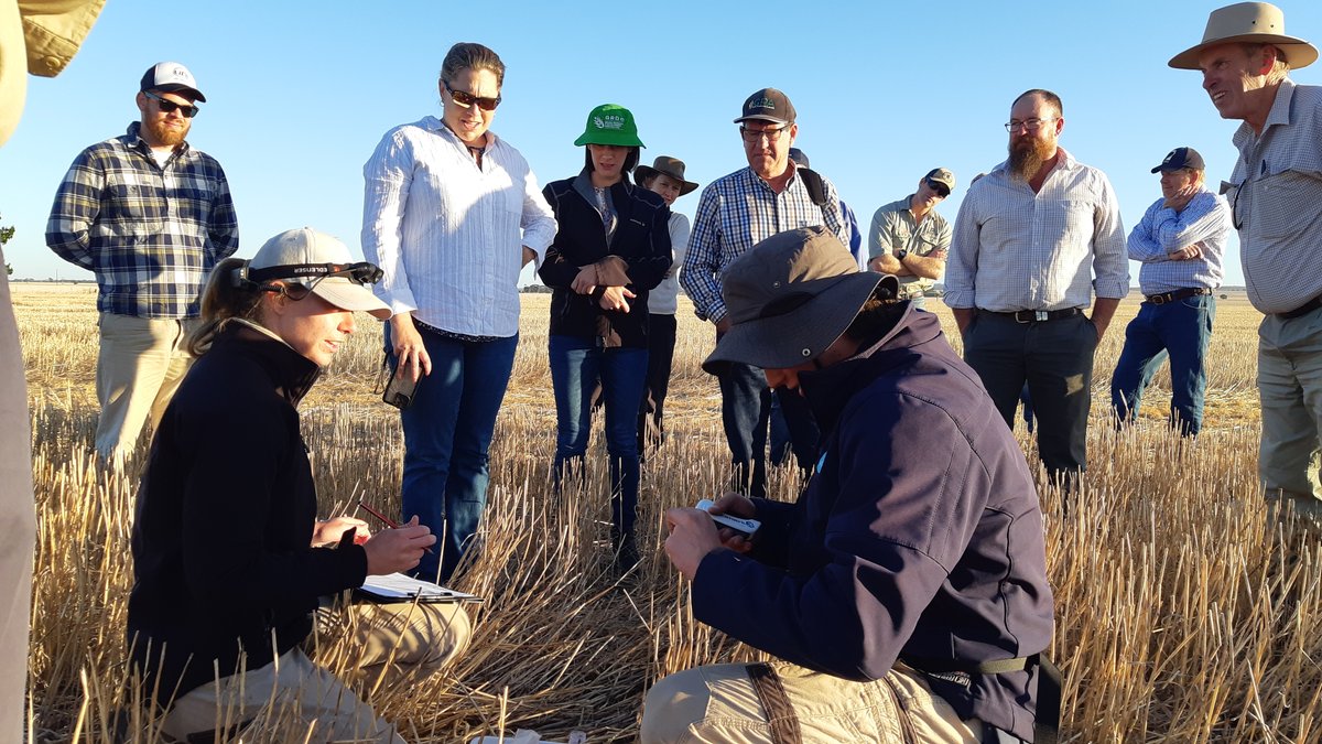 Grain growers across Australia are being urged to check paddocks for mouse numbers and record mouse activity as part of a national campaign aimed at early detection and effective control ahead of this year’s winter crop: bit.ly/3x1kr8N | @MouseAlert
