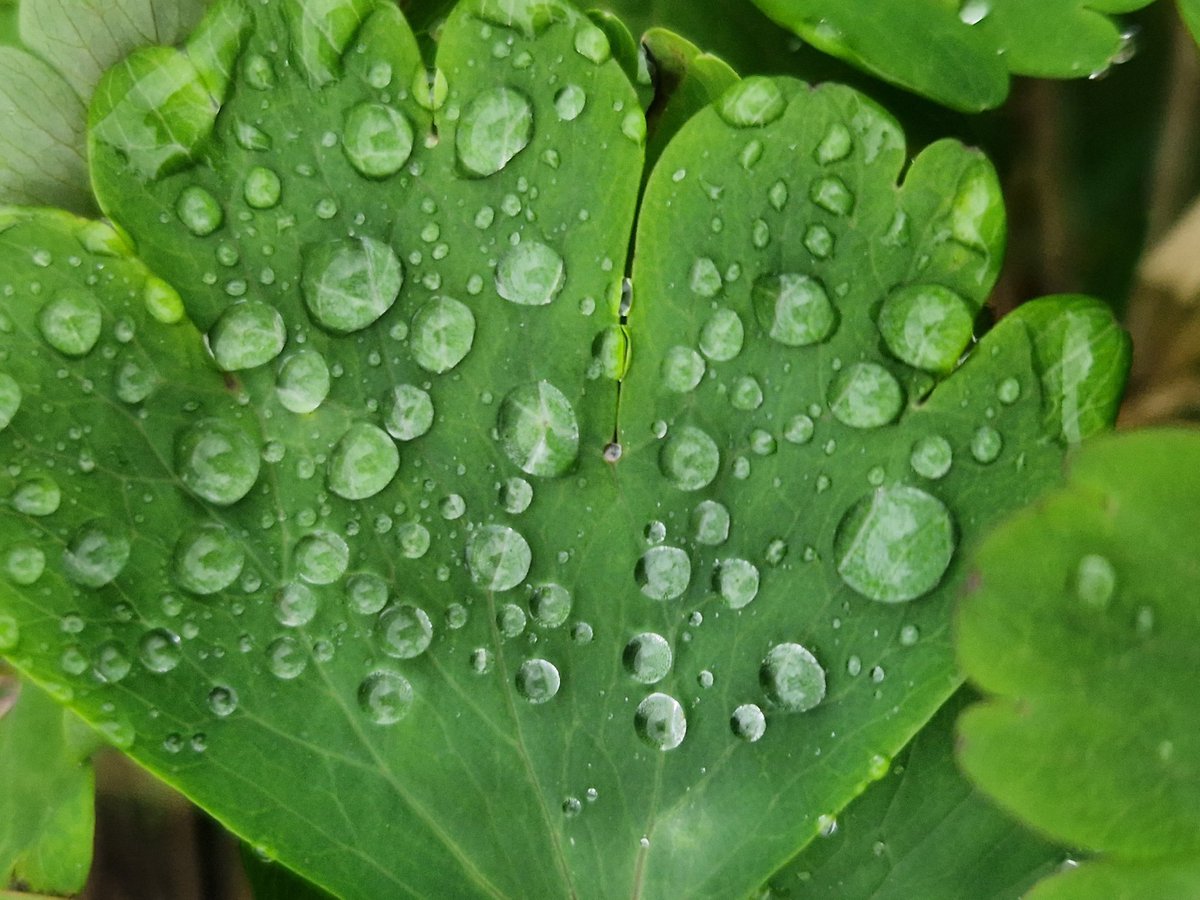 #ThrowbackThursday  to last week,  #GoingGreen  and  #NatureBeauty  #Raindrops #ThursdayThoughts
