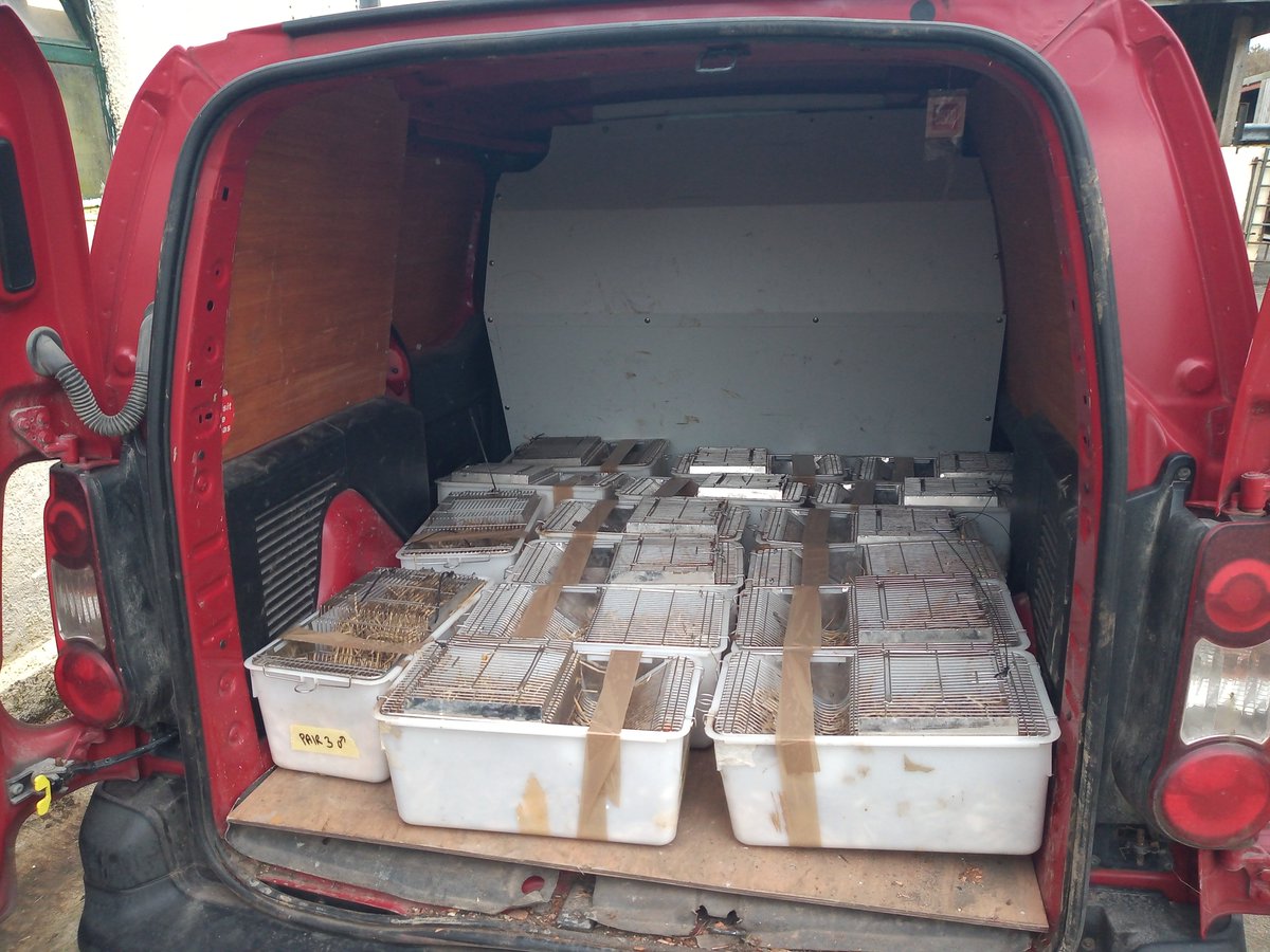 Nervous drive back to Wales yesterday from @gow_derek with a van full of water voles. Happy to be part of a group of conservation organisations and landowners looking to bring back the water vole to parts of South Wales.