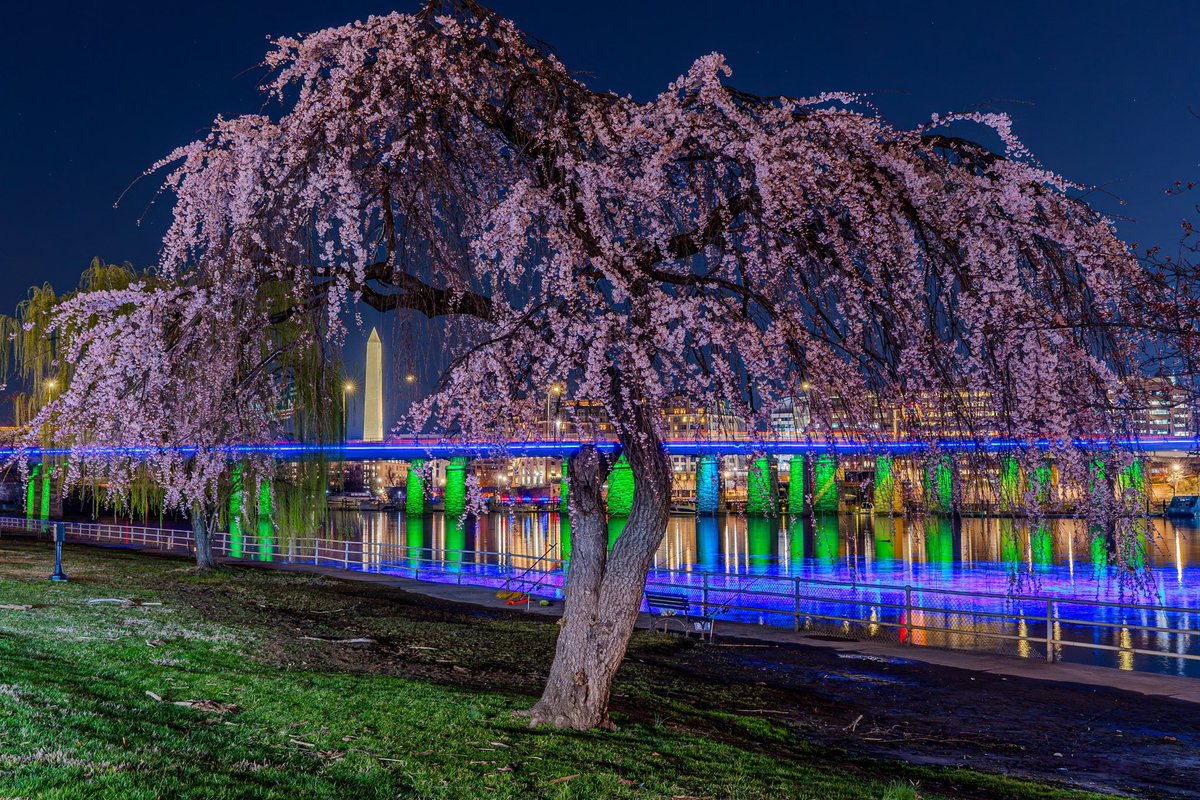 🌸🌙🌸 WEEPING CHERRY BLOSSOMS IN BLOOM🌸🌉🌸 @spann @TheNationalMall @CherrBlossFest @NationalMallNPS @PoPville @capitalweather @camdenwalker @dcstormchaser @washingtondc @Interior @SonyAlpha @ThePhotoHour @NatGeo @MikeTFox5 @TuckerFox5 @weatherchannel @JenCarfagno