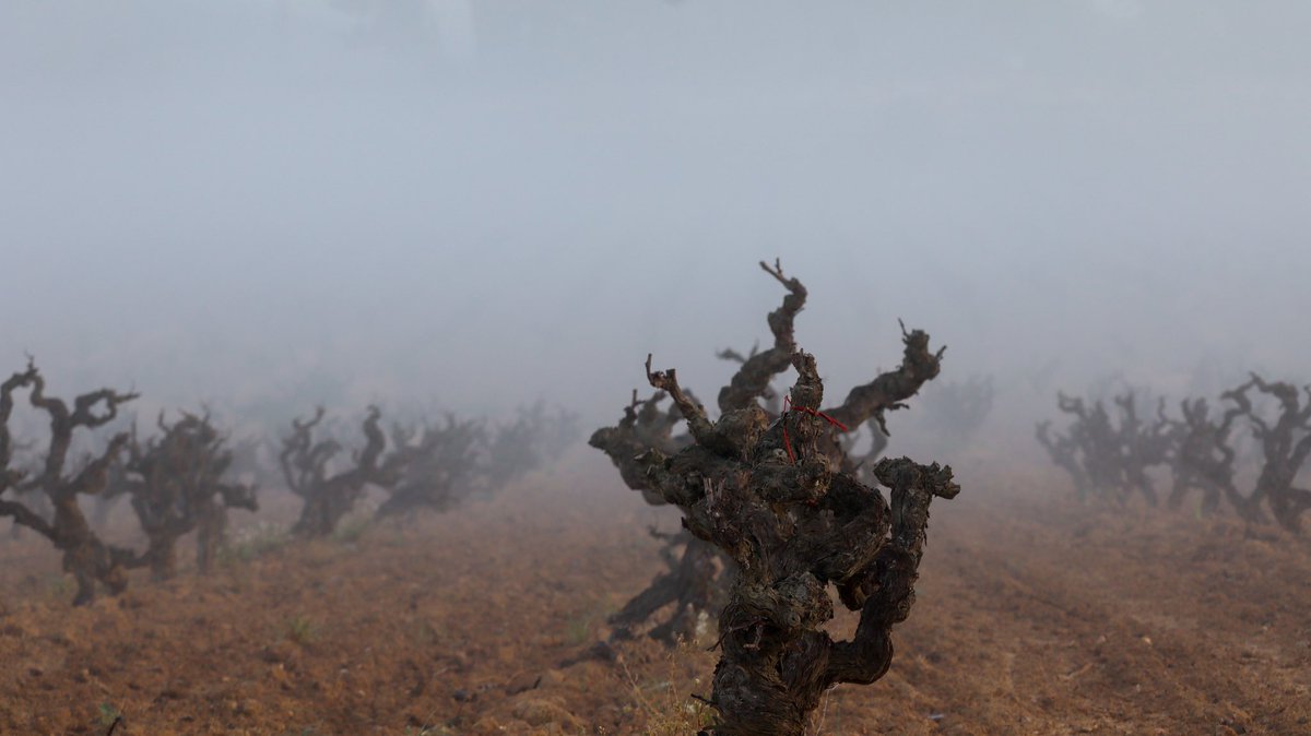 MeteoPenedesTV's tweet photo. 🌫️Mireu com s’escolava la boirina aquest matí entre les vinyes de #Viladellops, #Olèrdola!
📸 Fran Lorenzo https://t.co/YgHYeO3dlV