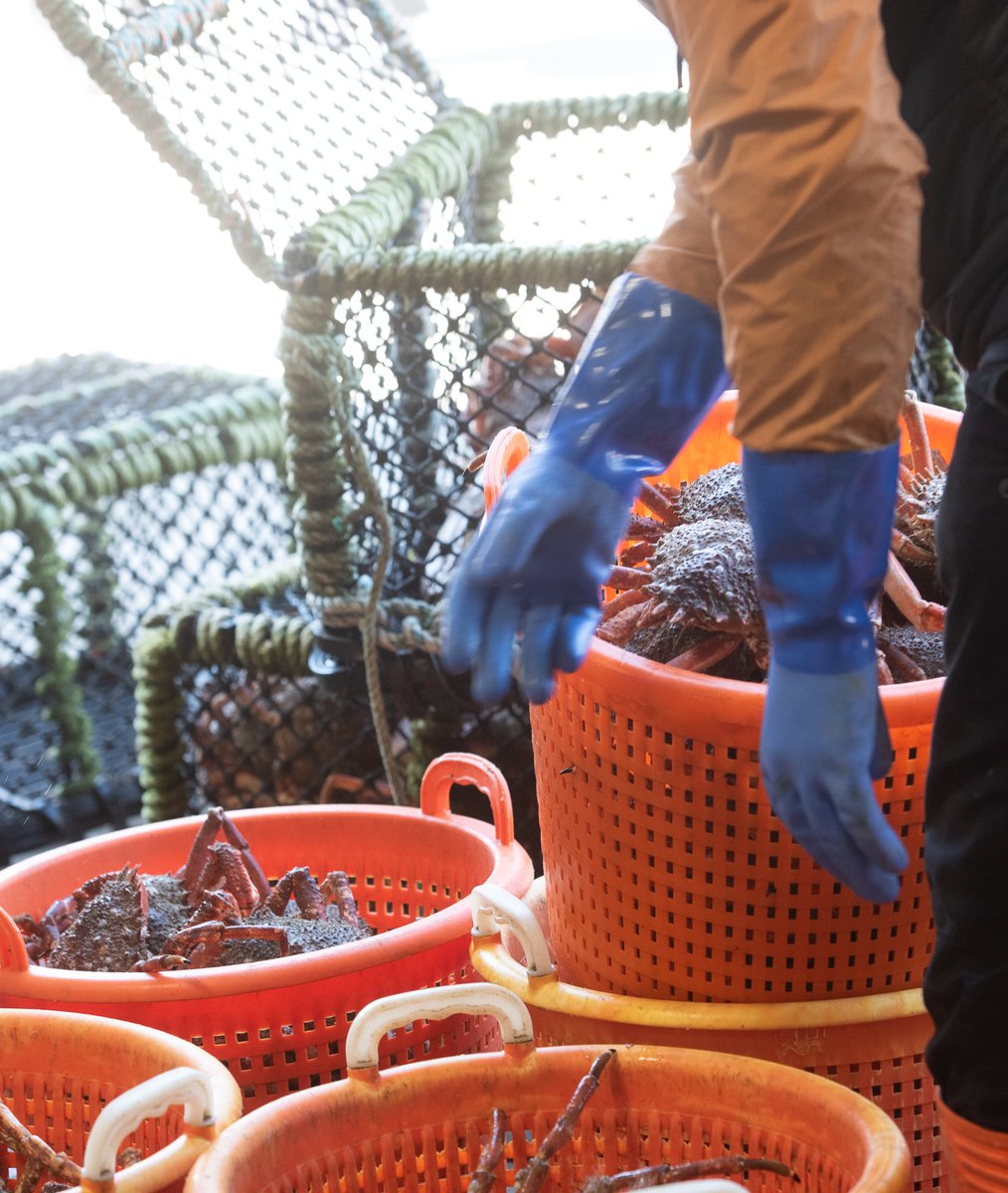 wharveyandsons's tweet photo. The boys are getting busier at the tanks! This time of year is always dependent on the weather Gods, this winter has seen harsh conditions but we are starting to see through the clouds (or should we say rain!) ☀️⛈🦞

#wharveyandsons #shellfishindustry #springiscoming https://t.co/NsLW1buD6A