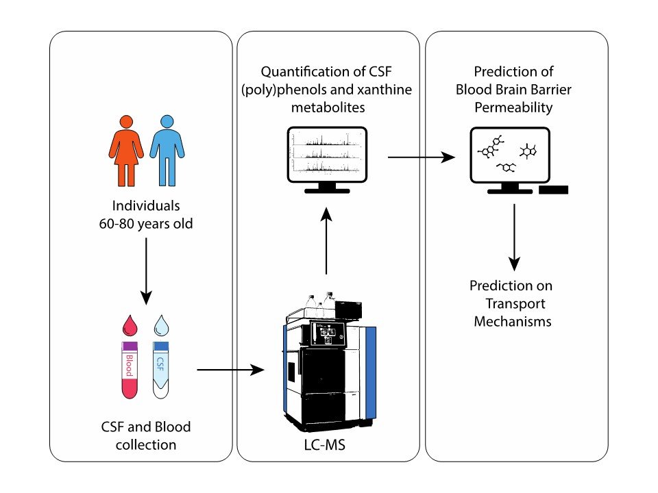 🧠Today's #BrainAwarenessWeek teaser: 
Did you know that (poly)phenol &amp; methylxanthines metabolites, are bioavailable, can cross the Blood-Brain barrier, and reach the brain to exert neuroprotective effects? Discover more in our paper 👇
doi.org/10.1039/d3fo01…