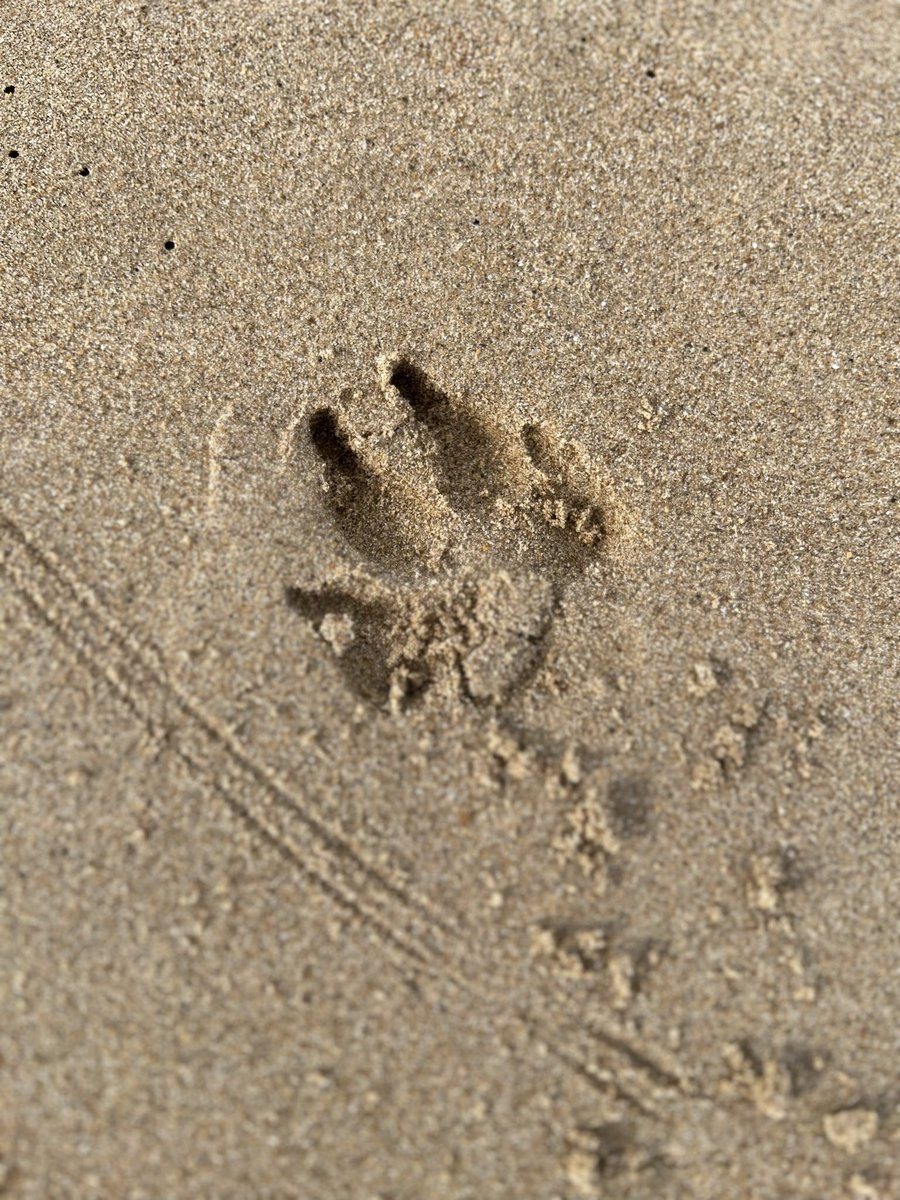 Thank you to all for your kind words following Xena’s passing. I am truly devastated &amp;  struggling with her loss, the pain I feel is unbearable, your kind words have made be both smile &amp; cry, I long for the day when memories of Xena will only make me smile again oxo