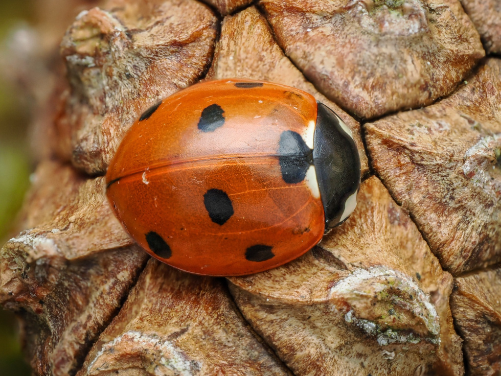 Did you know that March is a great time to look for ladybirds? Cemeteries, trees and patches of ivy, all are great places to look for these colourful insects 👀🐞 Top tips for spotting ladybirds -> ow.ly/bYRW50QQTVk 📸Christopher Wren #NELadybirdSpot