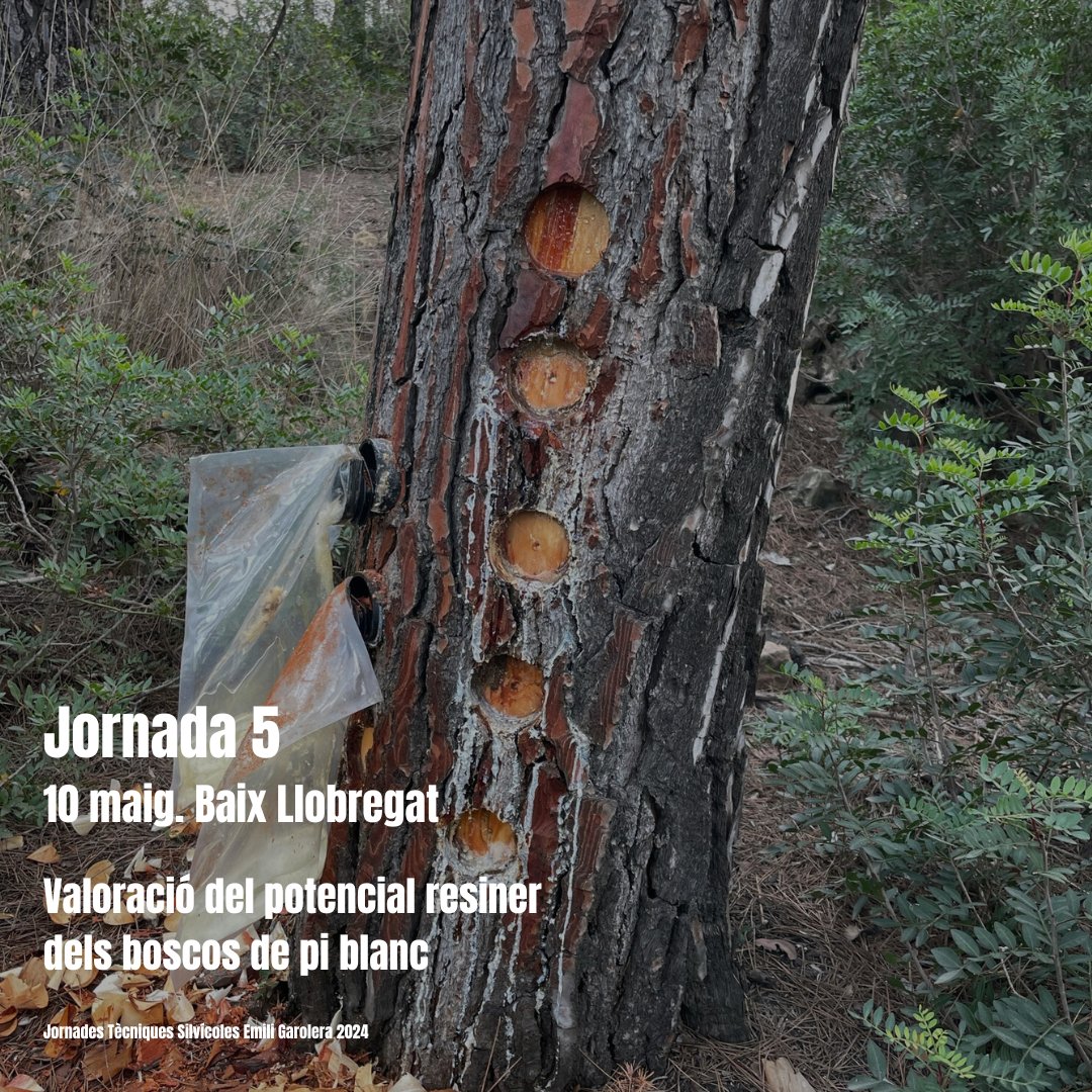 🥾Jornades Tècniques Silvícoles Emili Garolera 2024 @cfcatalunya 5⃣ Valoració del potencial resiner als boscos de pi blanc 📆Divendres, 10 de maig 📍Pallejà ℹ️ Informació & inscripcions tuit.cat/eatxx