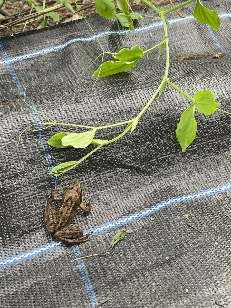 froglifers's tweet photo. #TBT 

One of our #ScottishGreenPathways staff spotted this young #commonfrog while out foraging blackberries in a local park in #Glasgow. 

Frog spawn season is upon us and we are looking forward to watching the different stages of #metamorphisis. https://t.co/FcYqXeTIPO