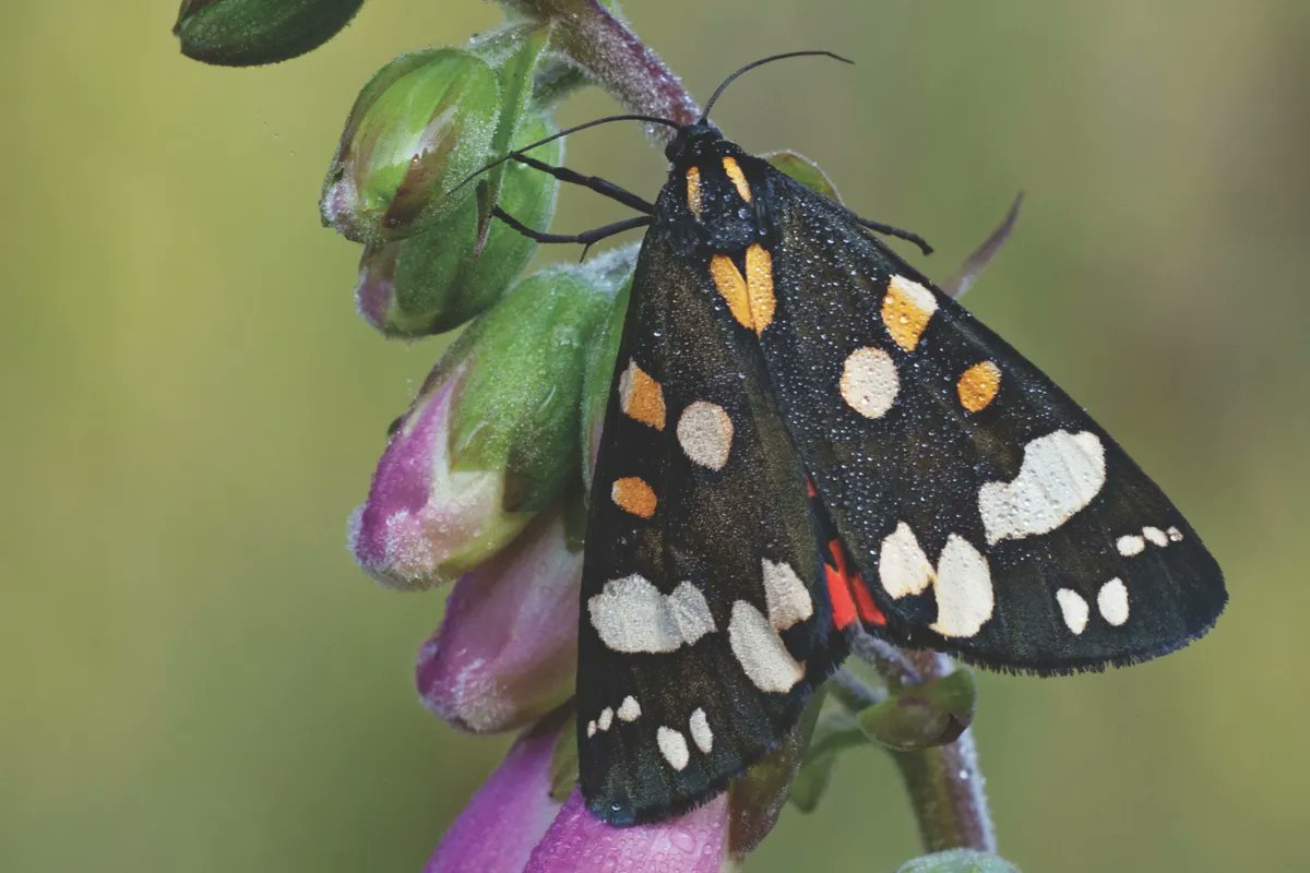 BardCumberland's tweet photo. It's Moth-er Day π¦
In culture, #moths are associated with death and the afterlife; in others, moths are viewed as symbols of transformation or change
A moth in your home is a sign that someone will soon die or leave your home for good
#folklorethursday #mothday
π· Getty https://t.co/5KZ5eDuL8T