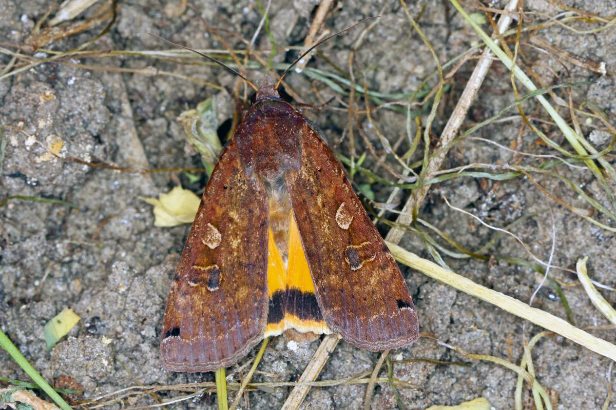 BardCumberland's tweet photo. It's Moth-er Day π¦
In culture, #moths are associated with death and the afterlife; in others, moths are viewed as symbols of transformation or change
A moth in your home is a sign that someone will soon die or leave your home for good
#folklorethursday #mothday
π· Getty https://t.co/5KZ5eDuL8T