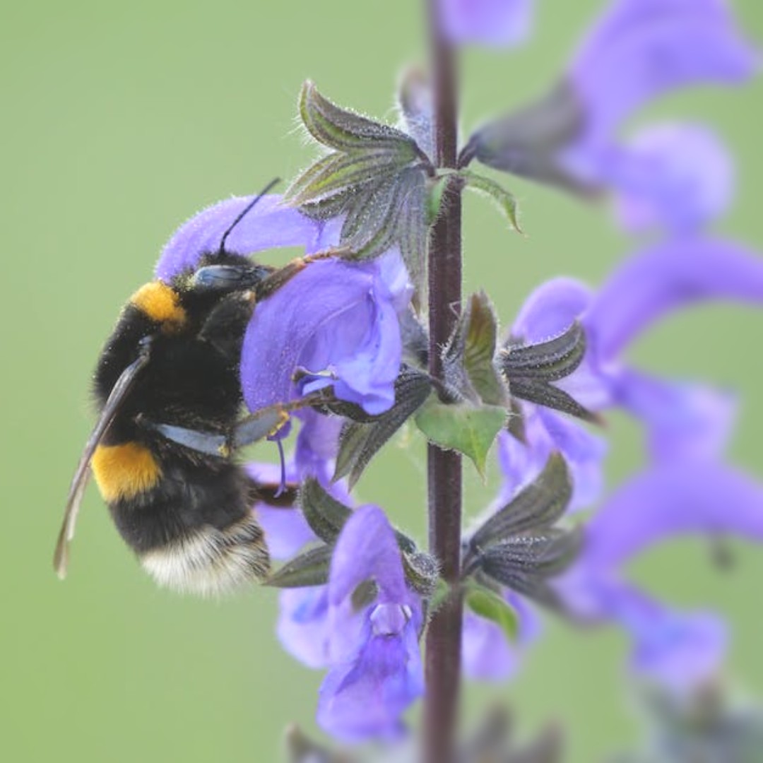 There are 270 different bee species in the UK. 24 are bumblebees of which 8 are common, the largest being the buff-tailed bumblebee (Bombus terrestris). 'Bombus' means 'buzzing' and 'terrestris' meaning 'of the earth'. Let's plant for them!! #beethechange