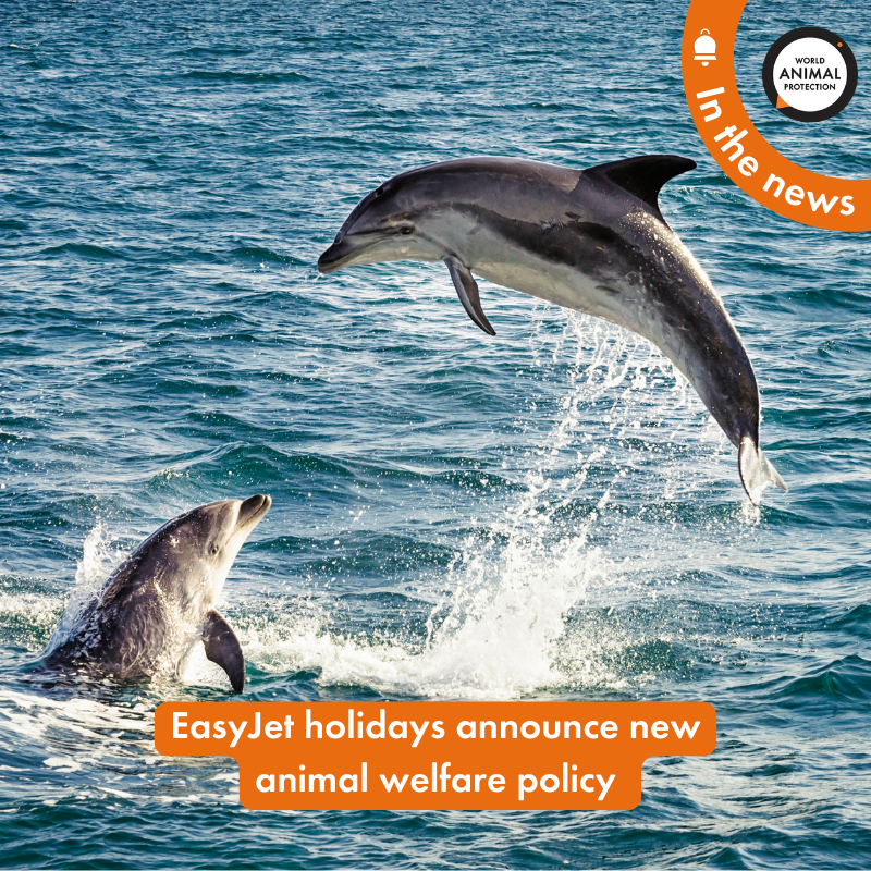 MoveTheWorldUK's tweet photo. Paw-sitive news! @easyJetholidays have announced a new animal welfare policy and will not be offering or promoting any harmful animal-based attractions in their tours and activities programme. 👏 @easyJet