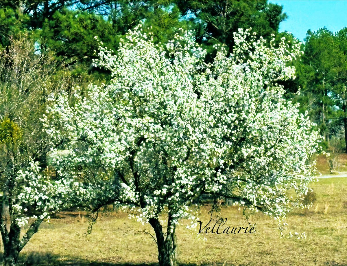 VijayEllaurie's tweet photo. Happy #treesday!  A tree covered with blossoms in spring! #trees #spring #treepeople #treesoftwitter https://t.co/u4grVlOEld