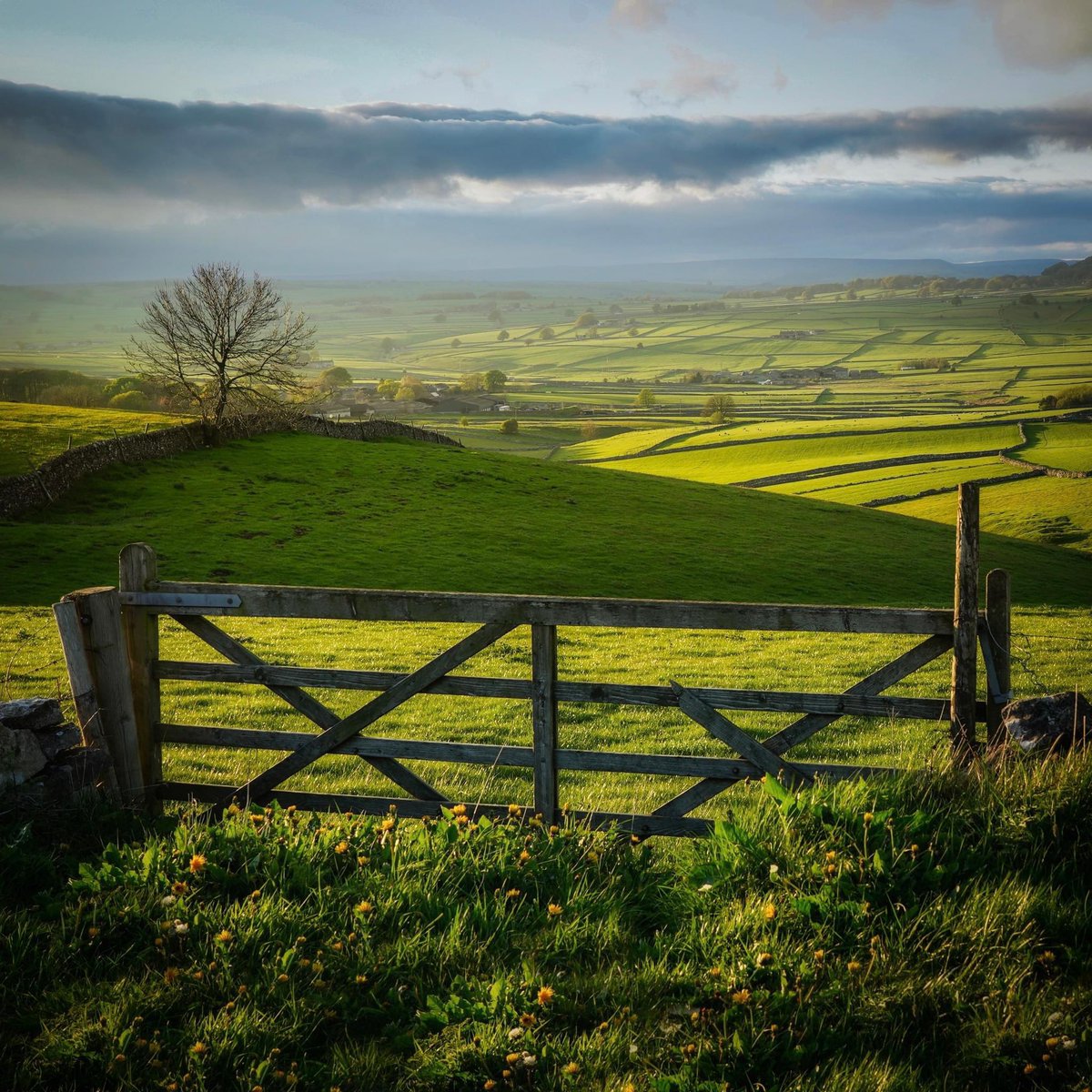 This is the sad tale of an old wooden gate, once framing its #peakdistrict view perfectly, at one with the grasses and stone walls, but now replaced by a shiny metal number. This is when I'm glad I record little scenes of countryside life - when they're lost forever, bar by bar.