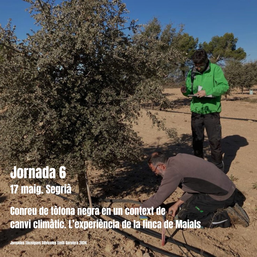 🥾Jornades Tècniques Silvícoles Emili Garolera 2024 @cfcatalunya 6⃣ Conreu de tòfona negra en un context de canvi climàtic. L’experiència de la finca de Maials 📆Divendres, 17 de maig 📍Maials ℹ️ Informació & inscripcions tuit.cat/eatxx