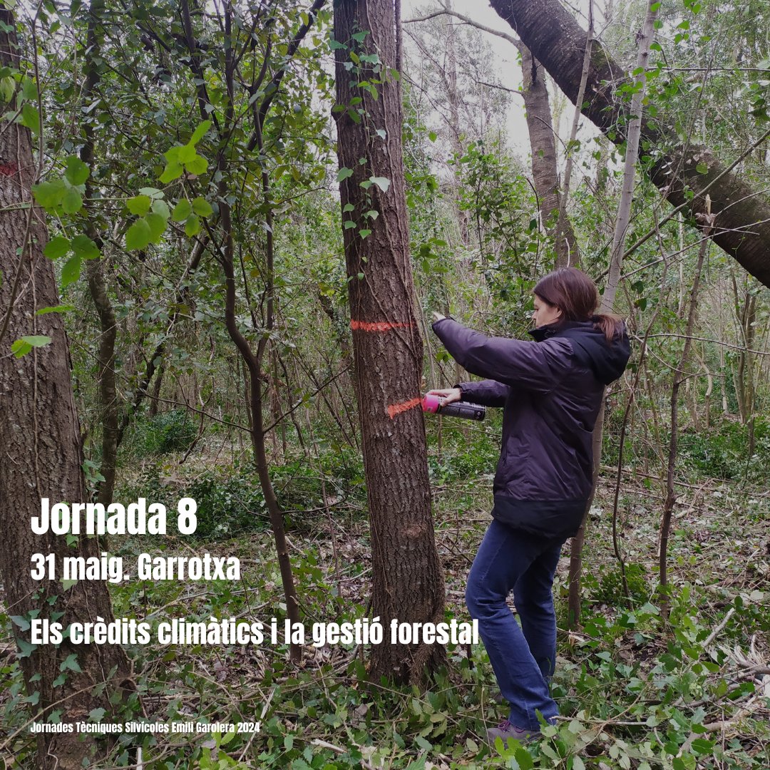 🥾Jornades Tècniques Silvícoles Emili Garolera 2024 @cfcatalunya 8⃣ Els crèdits climàtics i la gestió forestal 📆Divendres, 31 de maig 📍Olot ℹ️ Informació & inscripcions tuit.cat/eatxx